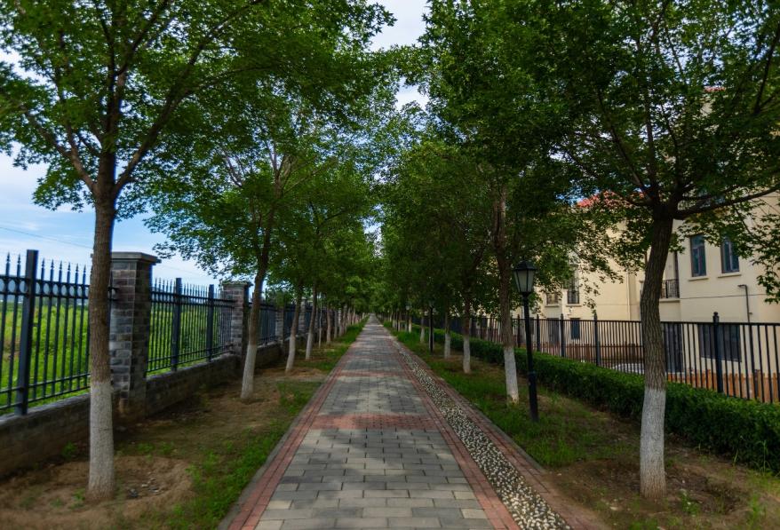 ���񲽵�������