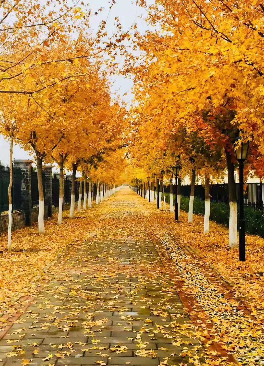 ���񲽵����